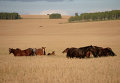 Лошади пасутся в поле. Архивное фото
