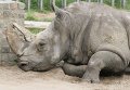 Самка белого носорога Тревога в Киевском зоопарке