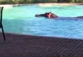 Бегемот в бассейне. Видео