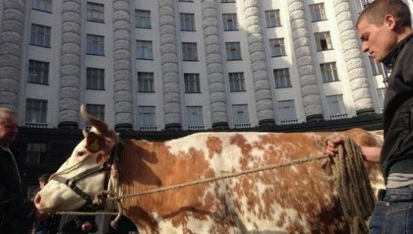 Корова под Кабмином в Киеве
