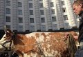 Корова под Кабмином в Киеве