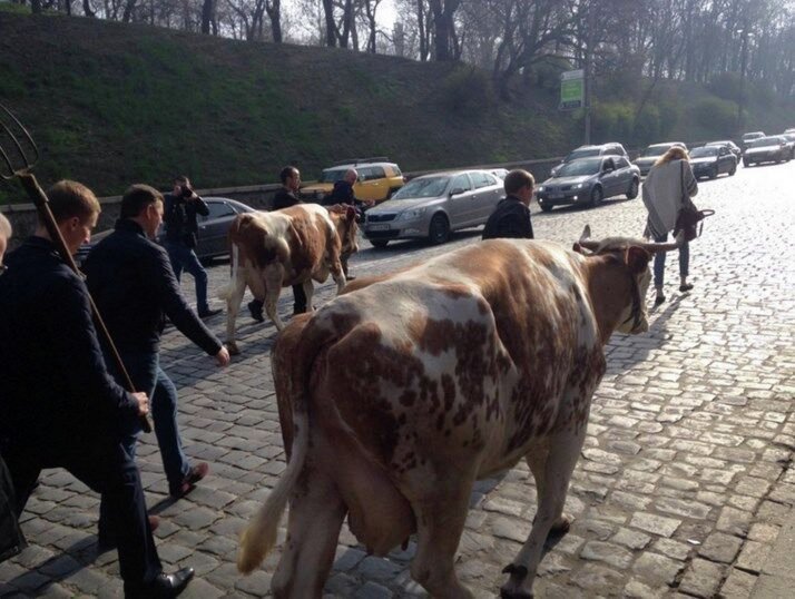 Ляшко в окружении коров под Кабмином в Киеве