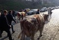 Ляшко в окружении коров под Кабмином в Киеве