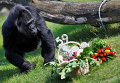 Вторая старейшая в мире горилла Фату ест из корзины фрукты в день ее рождения в Берлинском зоопарке