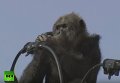 Японские спасатели сняли шимпанзе с электропроводов