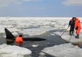 Сотрудники МЧС России проводят операцию по спасению четырех косаток, зажатых льдинами в Охотском море на востоке Сахалина.