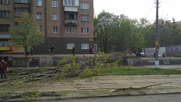 В Киеве дерево рухнуло на трамвайные контактные линии