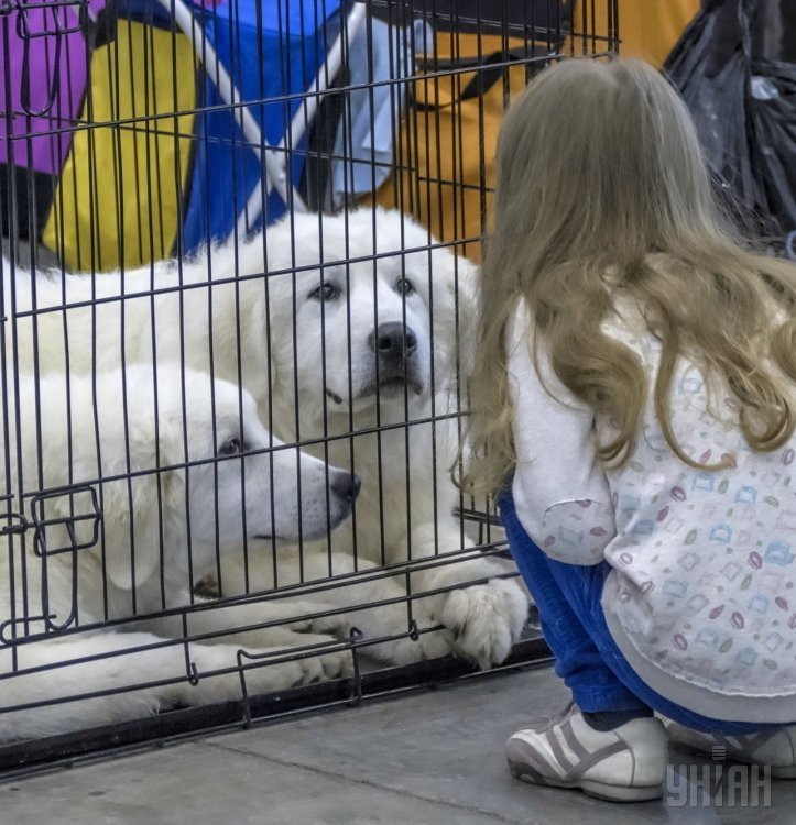 Международные выставки собак всех пород Золотые ворота-2016 и Украина-2016