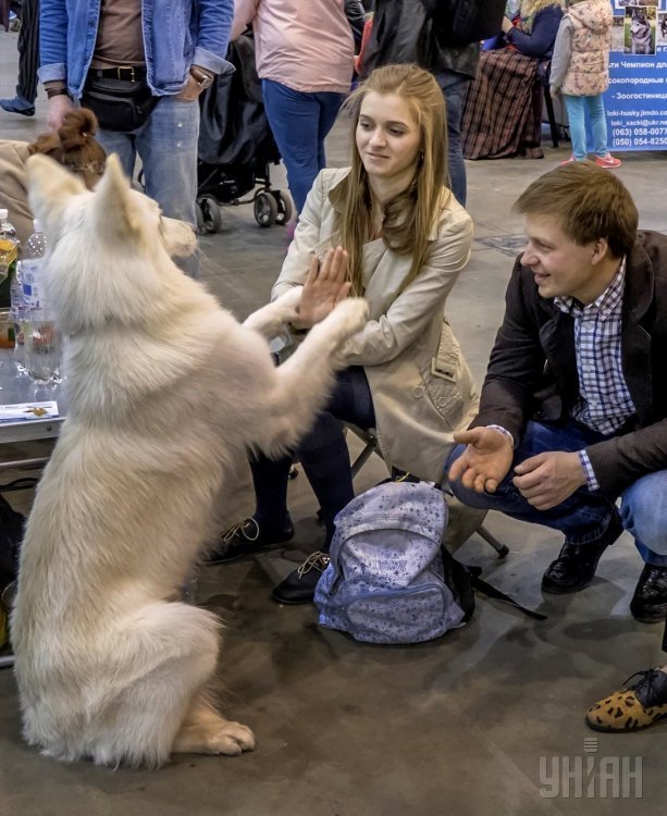 Международные выставки собак всех пород Золотые ворота-2016 и Украина-2016