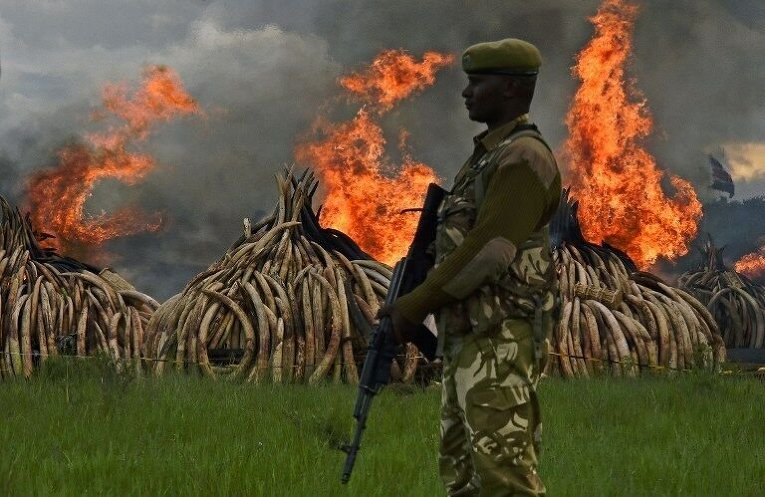 В Кении сожгли более 105 тонн конфискованных слоновьих бивней