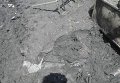 Под Днепропетровском грязевой поток уничтожил приют для животных