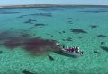 В Австралии удалось снять уникальные кадры охоты акул на кита. Видео