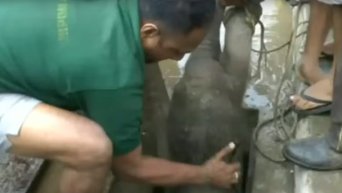Спасение застрявшего в ливневом стоке слоненка на Шри-Ланке. Видео
