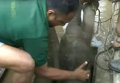 Спасение застрявшего в ливневом стоке слоненка на Шри-Ланке. Видео