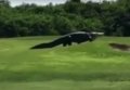 Гигантский крокодил на поле для гольфа во Флориде. Видео
