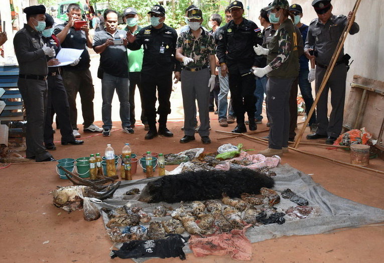 Мертвые тигрята, обнаруженные во время рейда в Tiger Temple, который попал под огонь критики в последние годы за свою деятельность, Таиланд