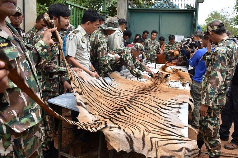 Тайская армия показывает тигровую шкуру, найденную внутри Тигриного храма
