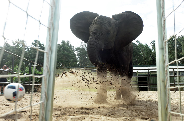 В сафари-парке немецкого города Ходенхаген слон по имени Нелли попытался предсказать результат матча первого тура Евро-2016 Германия - Украина. Слон спрогнозировал победу бундестим.