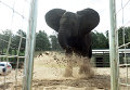 В сафари-парке немецкого города Ходенхаген слон по имени Нелли попытался предсказать результат матча первого тура Евро-2016 Германия - Украина. Слон спрогнозировал победу бундестим.