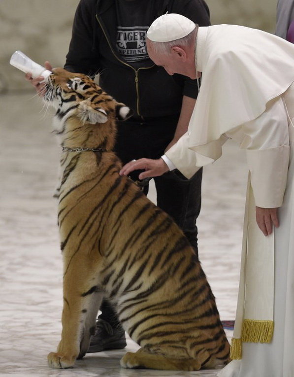 Папа Франциск и молодой тигр, Ватикан