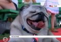 Самая страшная собака в США. Видео