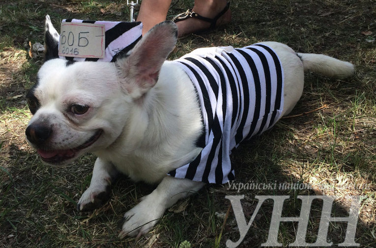 Выставка беспородных собак в Киеве