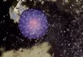 На дне океана нашли загадочный фиолетовый шар. Видео