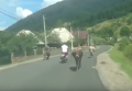 Видят даже коровы: Москаль показал новую дорогу к Синевиру. Видео