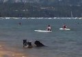 Семья медведей посетила пляж в Калифорнии