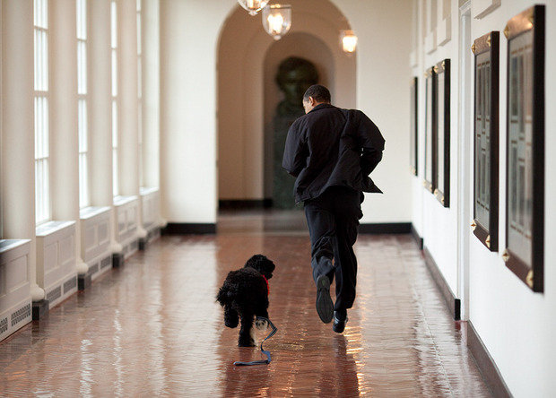 Игра Обамы с собакой.