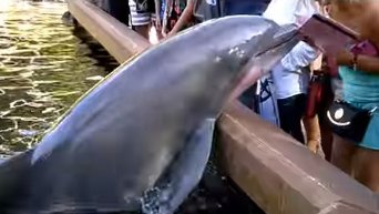 В США дельфин украл у туристки iPad. Видео