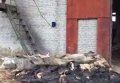 На территории завода во Львовской области обнаружили скотомогильник