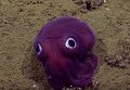 На дне океана обнаружили фиолетового кальмара-коротышку. Видео