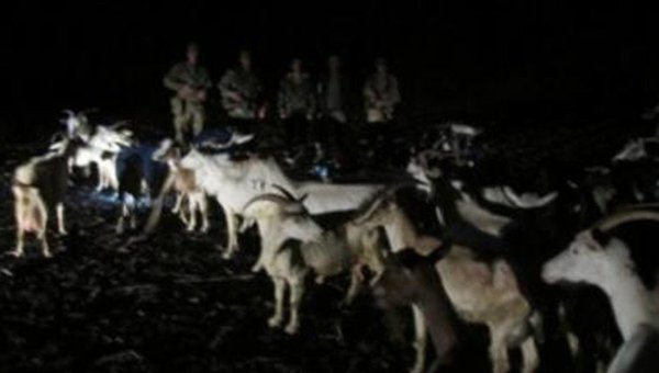 Пограничники не пустили в Россию полсотни украинских коз