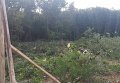 Скандальная вырубка леса в столичном Голосеевском парке