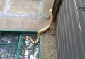Жительница Полтавы обнаружила у себя на балконе желтую змею