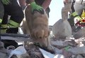 Спасатели спустя девять дней спасли из-под завалов собаку породы. Видео