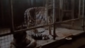 Шокирующие условия содержания животных в Национальном цирке Украины