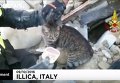 Спасение кота из-под завалов разрушенного землетрясением здания