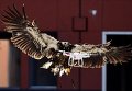 Специально обученный орел ловит беспилотник в Нидерландах