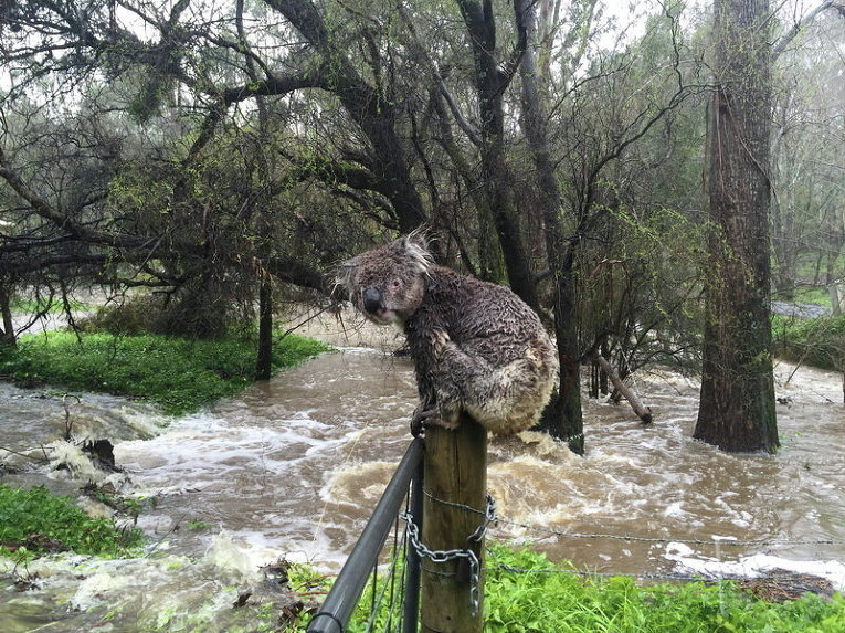 Коала спасается от паводков на столбе в городе Стерлинг в Аделаида-Хиллс в Южной Австралии