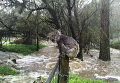 Коала спасается от паводков на столбе в городе Стерлинг в Аделаида-Хиллс в Южной Австралии