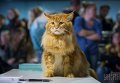 Выставка котов-гигантов в Киеве