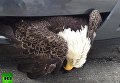 Белоголовый орлан застрял в решетке радиатора. Видео