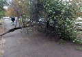Деревопад в Одессе
