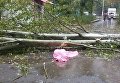 Непогода в Одессе: из-за упавшего дерева погибла пенсионерка