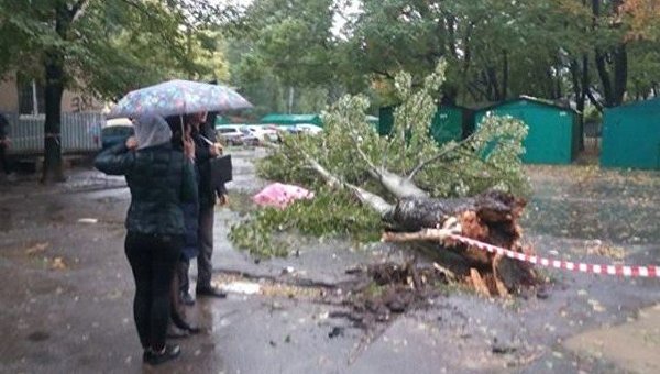 Непогода в Одессе: из-за упавшего дерева погибла пенсионерка