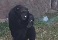 Курящая шимпанзе в зоопарке КНДР стала всеобщей любимицей. Видео