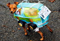 Костюмированная выставка собак в США