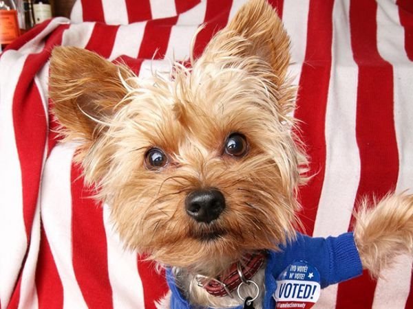 Собаки, которые ходили на выборы президента США
